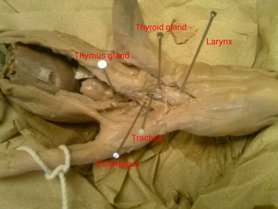 Respiratory - Fetal Pig Dissection